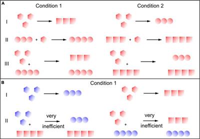 Secondary Nucleation and the Conservation of Structural Characteristics of Amyloid Fibril Strains